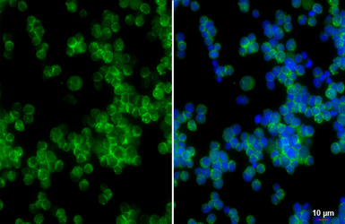 Anti-CD19 antibody [HL5319] used in Immunocytochemistry/ Immunofluorescence (ICC/IF). GTX645784